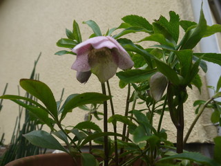 P1350591.JPG