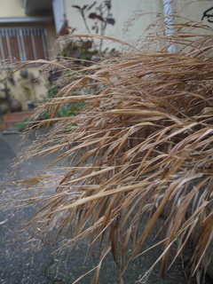 P1450404.JPG