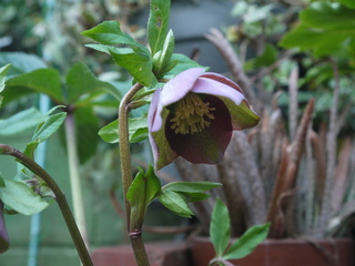 P1450505.JPG