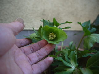 P1450541.JPG
