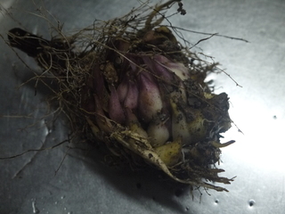 P1450584.JPG