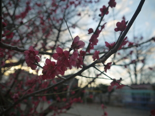 P1450601.JPG