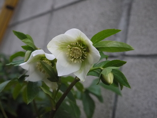 P1450617.JPG
