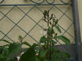 P1450642.JPG