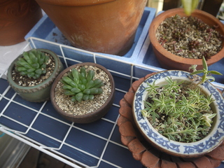 P1450700.JPG