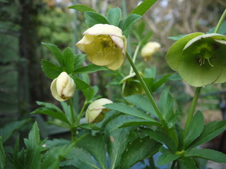 P1450756.JPG