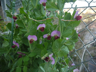 P1450757.JPG