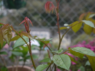 P1450885.JPG