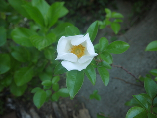 P1460045.JPG