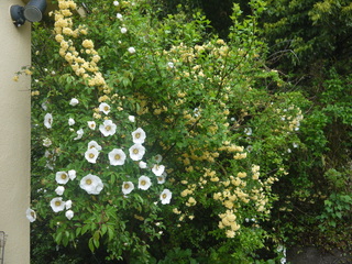 P1460201.JPG