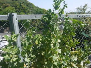 P1460224.JPG