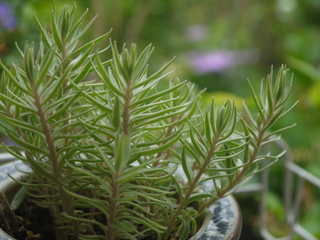 P1460241.JPG