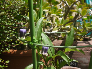 P1460317.JPG