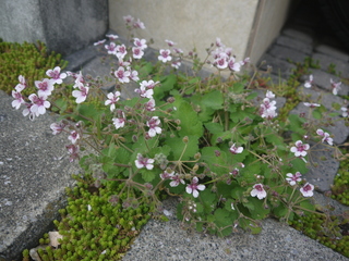 P1460425.JPG