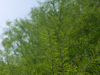 P1460501.JPG