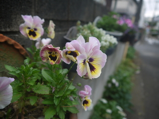 P1460626.JPG