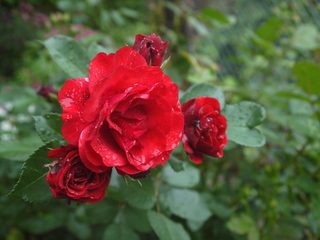P1460644.JPG