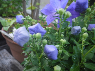 P1460786.JPG