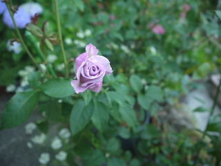 P1460798.JPG