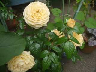 P1460934.JPG