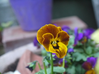 P1480309.JPG