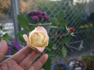 P1480781.JPG